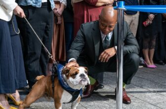 Crypto Trolls Hijacked NYC’s Canine Mayor Competitors