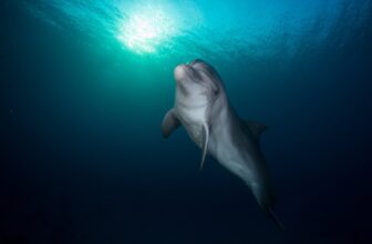 This Solitary Dolphin within the Baltic Sea Is Actually Going By way of It Proper Now