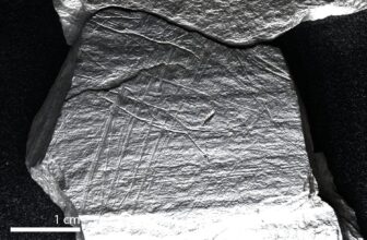 This 15,800-Yr-Previous Etching May Be One of many Oldest Depictions of Fishing