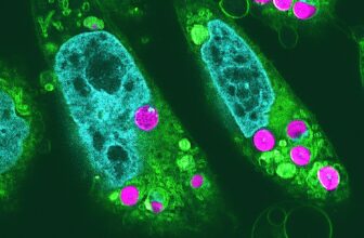 Biologists Simply Created Photo voltaic-Powered Hamster Cells