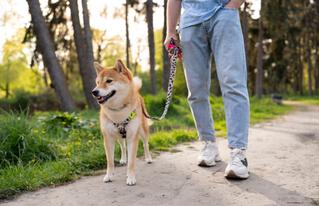  Shiba Inu dog on a walk