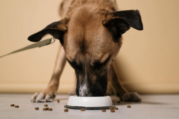 Dog eating food