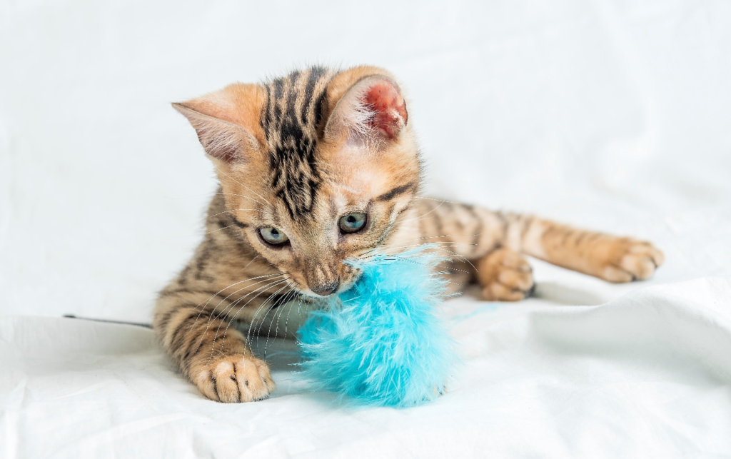 Cat playing with a toy