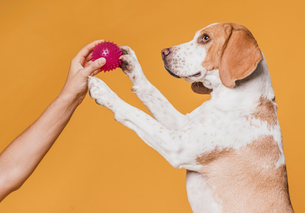 Dog playing with a pink ball