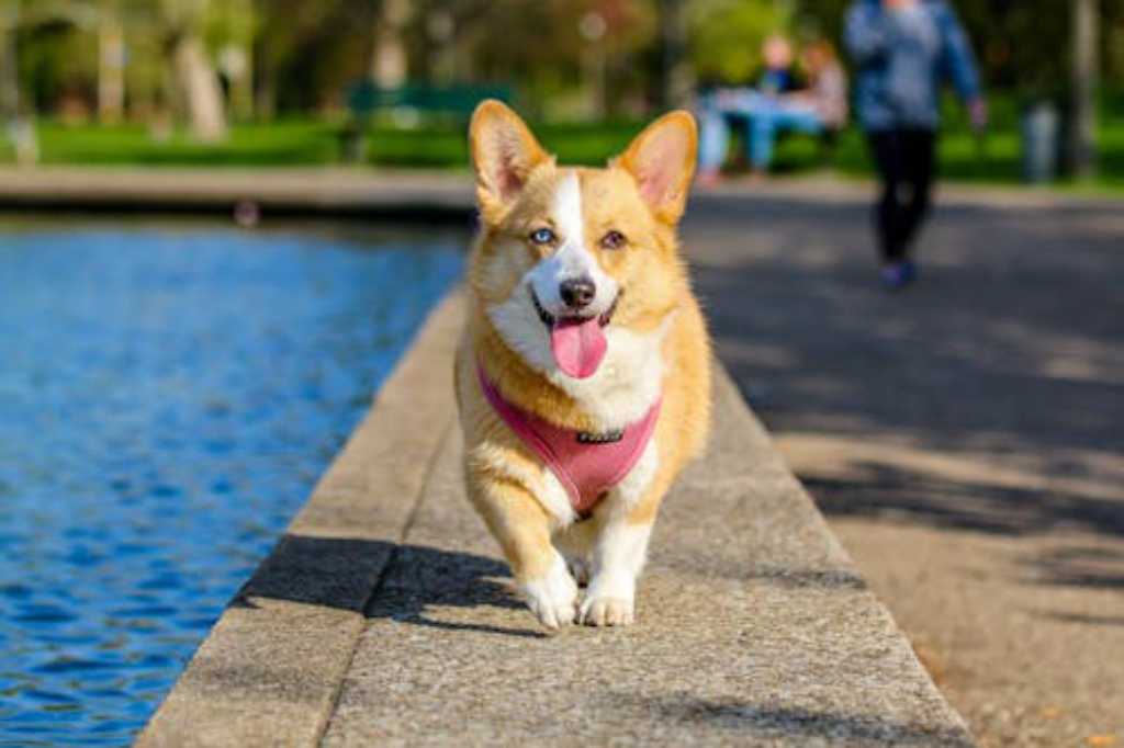 A happy dog on the pavement