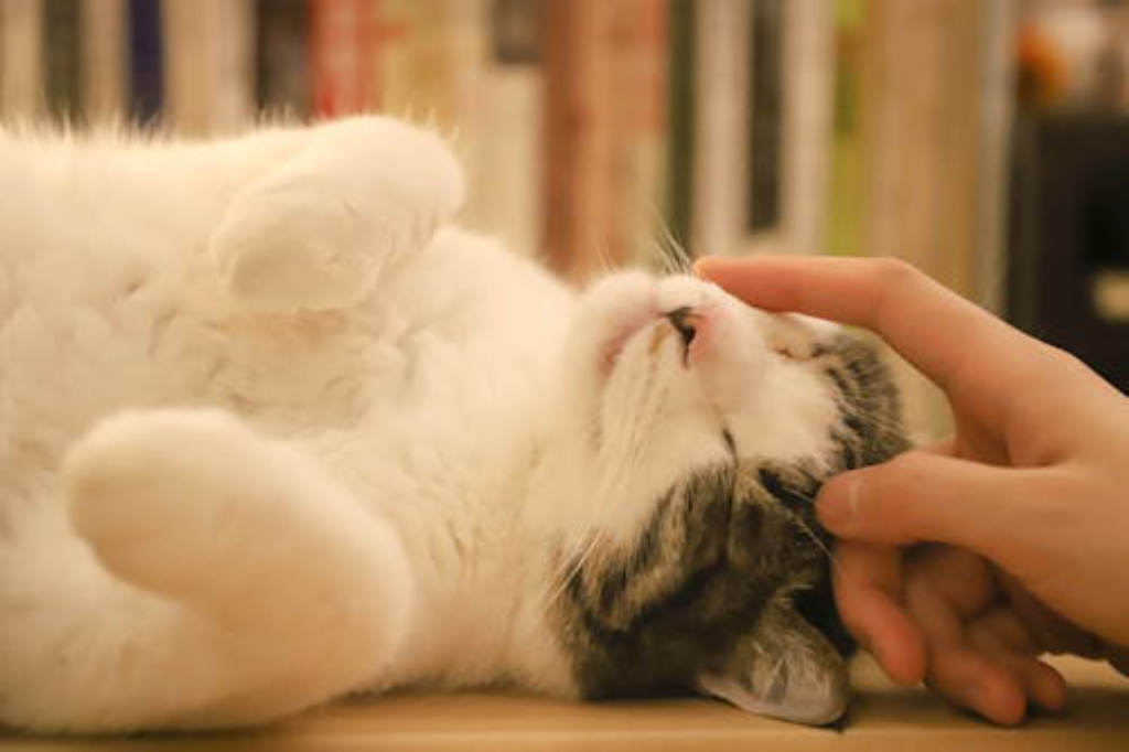 A person rubbing their kitten’s head