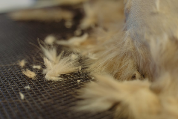 Pet hair scattered across a clean floor