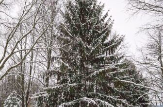 The Little Issues Publication #500 – Life, laughter, and many nice meals!