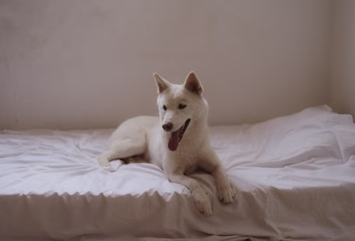  Pet resting clean bedding