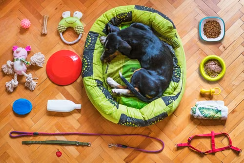 Washed pet bowls and toys