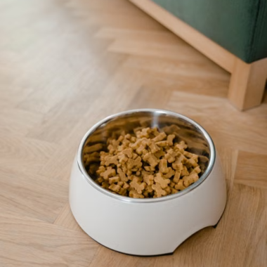 Daily Pet Care Essentials That Boost Comfort and Wellness