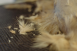 Pet Hair In all places? These Provides Will Save Your Flooring (and Sanity)